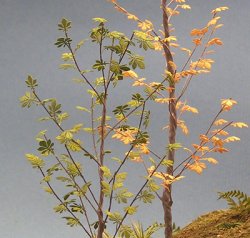 Photo1: 1/35 Horse Chesnut Tree Leaves
