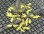 Photo1: 1/35 Autumun Leaves (OAK) yellow（Diorama accessories ） (1)
