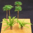 Photo1: 1/150  Palm/Japanese sago palm (1)